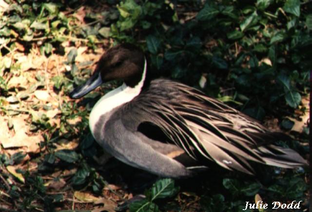 Pintail Duck-on ground-by Julie Dodd.jpg