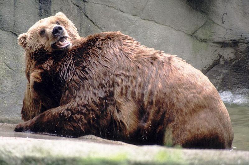 Poolbears001-Brown Bears-at Hagenbeck Zoo-by Ralf Schmode.jpg