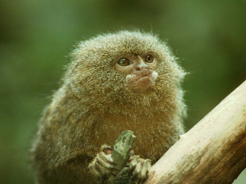 Pygmy Marmoset-young at Twycross Zoo-by Alan Hill.jpg