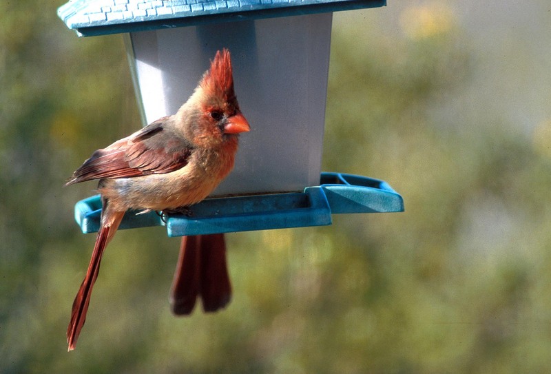 Pyrrhuloxia-male sitting on bird feeder-by Shirley Curtis.jpg