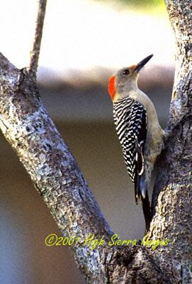 Red-Bellied Woodpecker-by Jose Sierra Jr.jpg