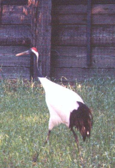 Red-crowned-Crane-walking on grass-by Dan Cowell.jpg