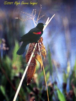 Red-winged Blackbird2-by Jose Sierra Jr.jpg