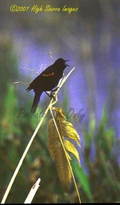 Red-winged Blackbird3-by Jose Sierra Jr.jpg