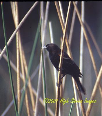 Red-winged Blackbird ina rush-by Jose Sierra Jr.jpg