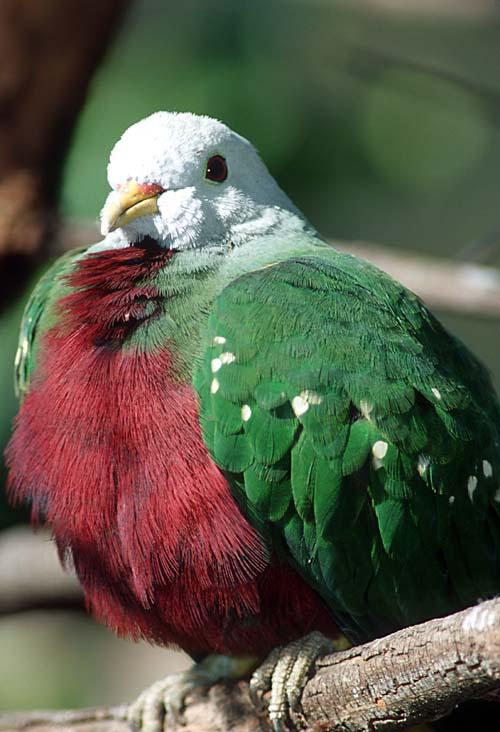 RedGreenBird1-Fruit Pigeon-by Shirley Curtis.jpg
