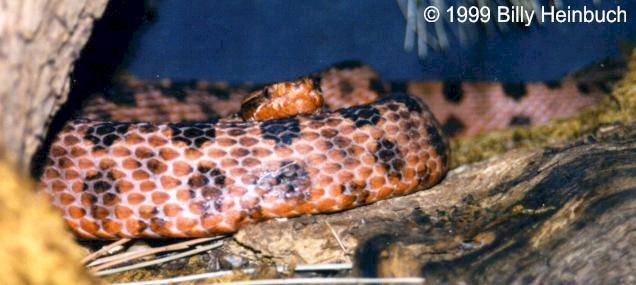 RedPygmy Rattlesnake-by Billy Heinbuch.jpg