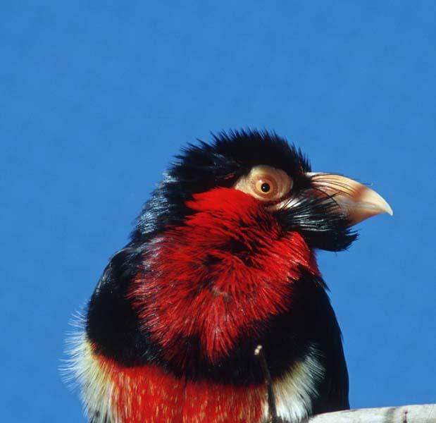 Redbird1-Unknown Barbet-by Shirley Curtis.jpg