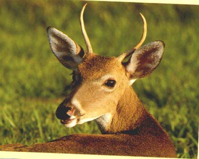 Rick2-Whitetail Deer-Looks back-by Ricky Thomas.jpg