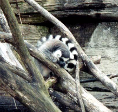 Ring-tailed lemur-by Denise McQuillen.jpg