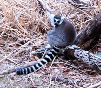 Ring-tailed lemur3-by Denise McQuillen.jpg