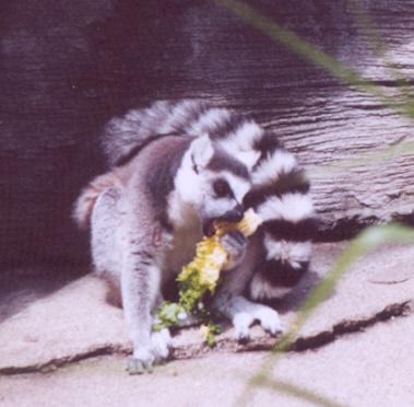 Ring-tailed lemur eating 1-by Denise McQuillen.jpg