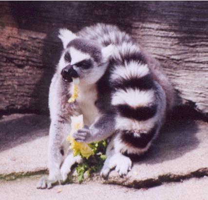 Ring-tailed lemur eating 2-by Denise McQuillen.jpg