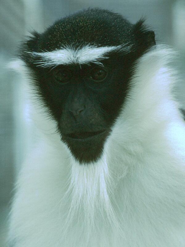 Rolaway Monkey-face closeup at Twycross Zoo-by Alan Hill.jpg