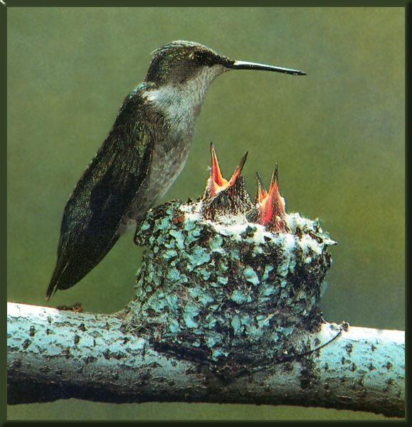 Ruby-throatedHummingbird Female 06-NursingChicks-Nest.jpg