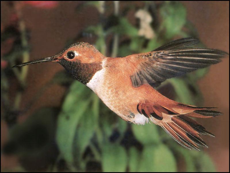 RufousHummingbird 103a-Closeup in flight-side view.JPG