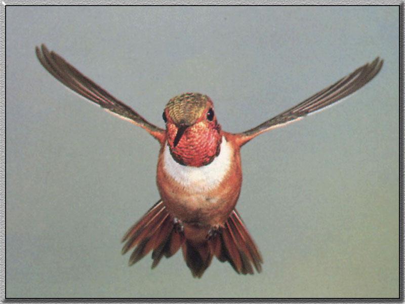 RufousHummingbird 15.jpg