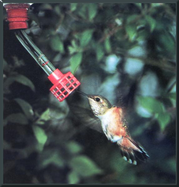 RufousHummingbird Female 04.jpg