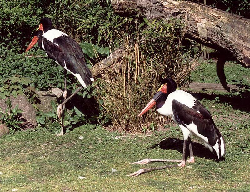 Saddle-billed Storks pair from Hagenbeck Zoo-by Ralf Schmode.jpg