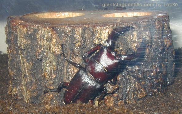 Saw53mm-Korean Saw Stag Beetle male-by Young Il Song.jpg
