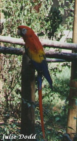 Scarlet Macaw-perching on bar-by Julie Dodd.jpg