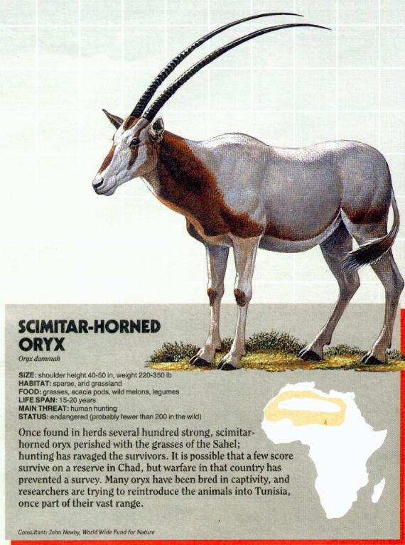 Scimitar-horned Oryx-FactSheet-by Ricky Thomas.jpg
