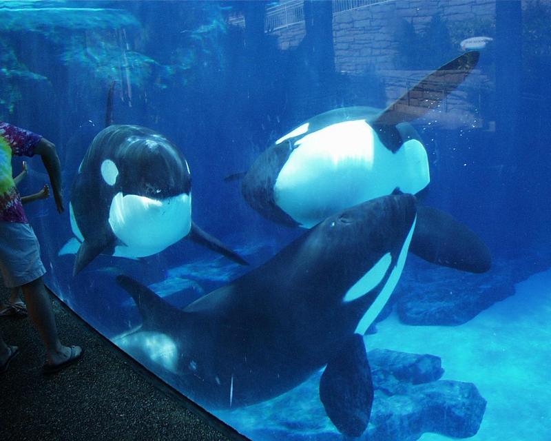 SeaWorld01028-Killer Whales-family-by Brian Scott.jpg