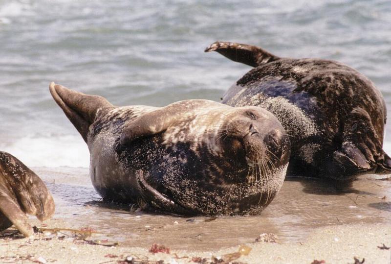 Seal2-Common Seals-from La Jolla Beach-by Ralf Schmode.jpg