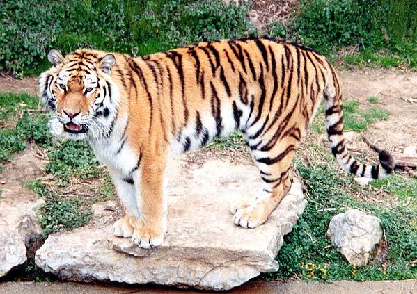 Siberian Tiger-by Denise McQuillen.jpg