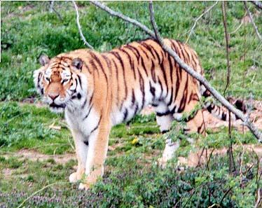 Siberian Tiger2-by Denise McQuillen.jpg