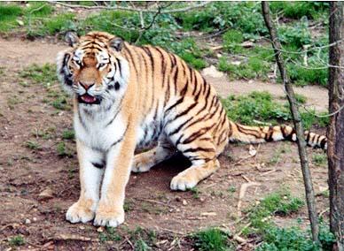 Siberian Tiger sit-by Denise McQuillen.jpg