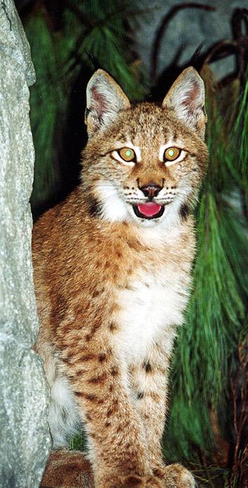 Siberian lynx kit front-by Denise McQuillen.jpg