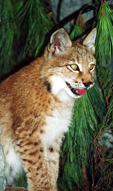 Siberian lynx kit front side-by Denise McQuillen.jpg