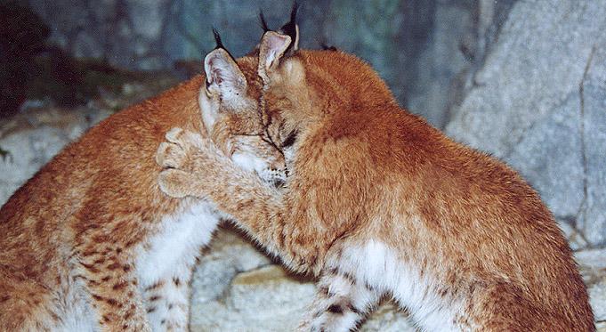 Siberian lynx kits butt heads-by Denise McQuillen.jpg