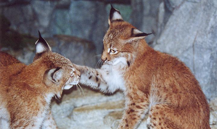 Siberian lynx kits play-by Denise McQuillen.jpg