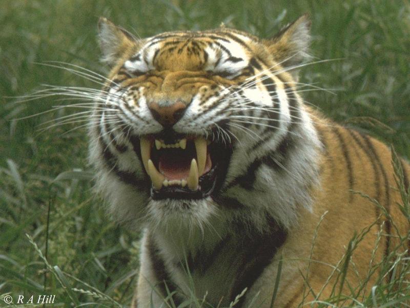 Siberian tiger female-by Alan Hill.jpg