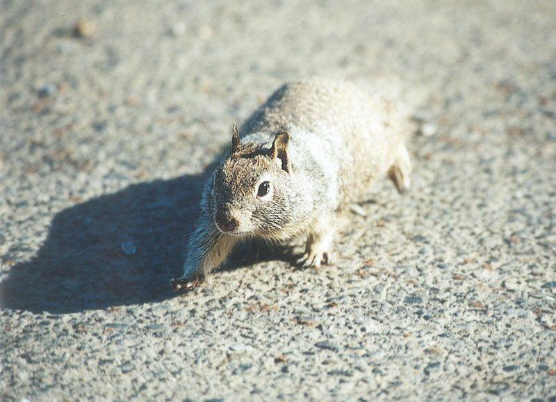 Skwerl00 2001-California Ground Squirrel-by Gregg Elovich.jpg