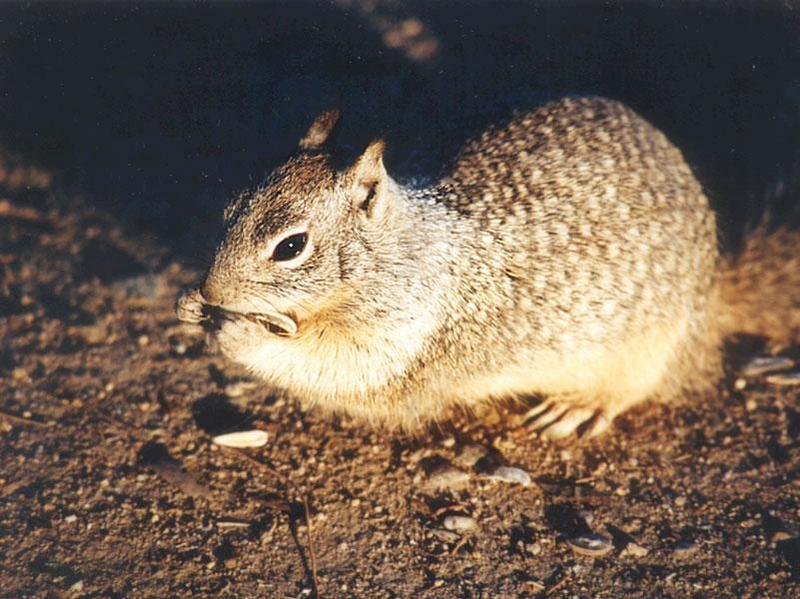 Skwerl01 2001-California Ground Squirrel-by Gregg Elovich.jpg