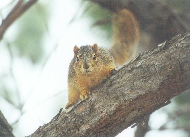 Skwerl02 2001-Fox Squirrel-by Gregg Elovich.jpg
