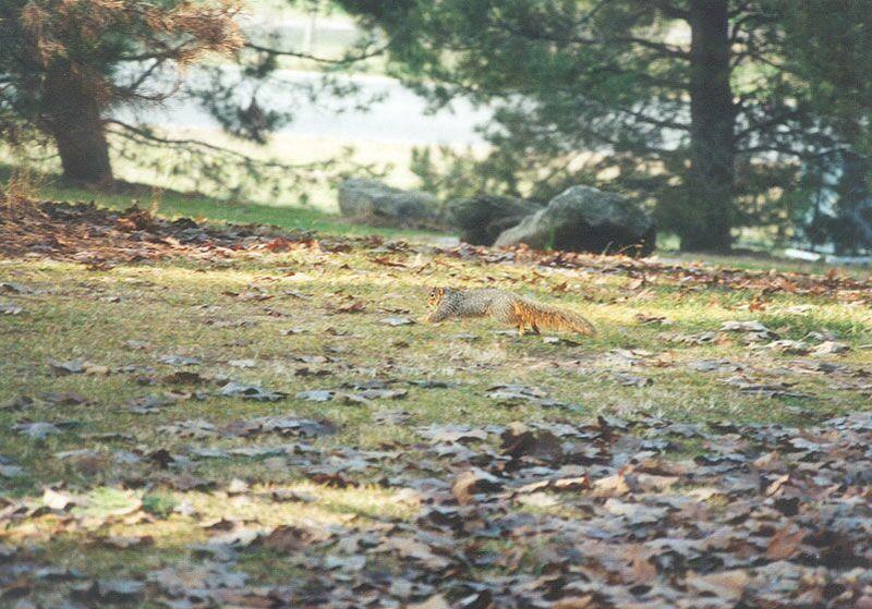 Skwerl03 2001-Fox Squirrel-by Gregg Elovich.jpg