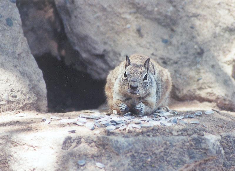 Skwerl05 2001-California Ground Squirrel-by Gregg Elovich.jpg