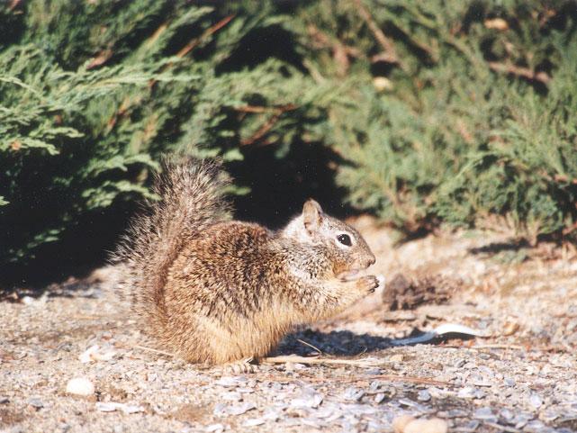 Skwerl06 2001-California Ground Squirrel-by Gregg Elovich.jpg