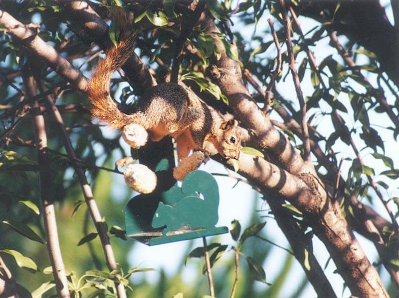 Skwerl08 2001-Fox Squirrel-by Gregg Elovich.jpg