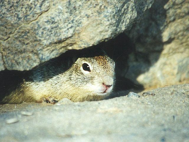 Skwerl09 2001-California Ground Squirrel-by Gregg Elovich.jpg