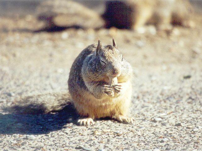 Skwerl10 2001-California Ground Squirrel-by Gregg Elovich.jpg