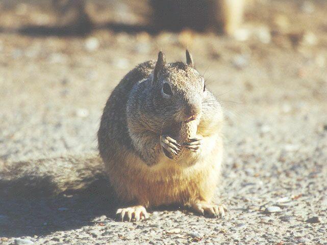 Skwerl11 2001-California Ground Squirrel-by Gregg Elovich.jpg