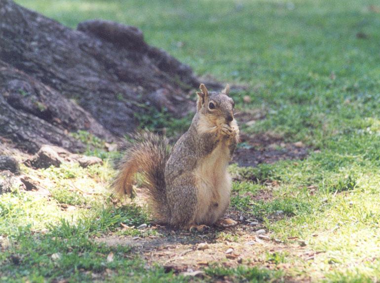 Skwerl12 2001-Fox Squirrel-by Gregg Elovich.jpg