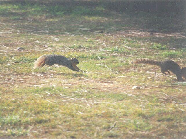 Skwerl13 2001-Fox Squirrel-by Gregg Elovich.jpg