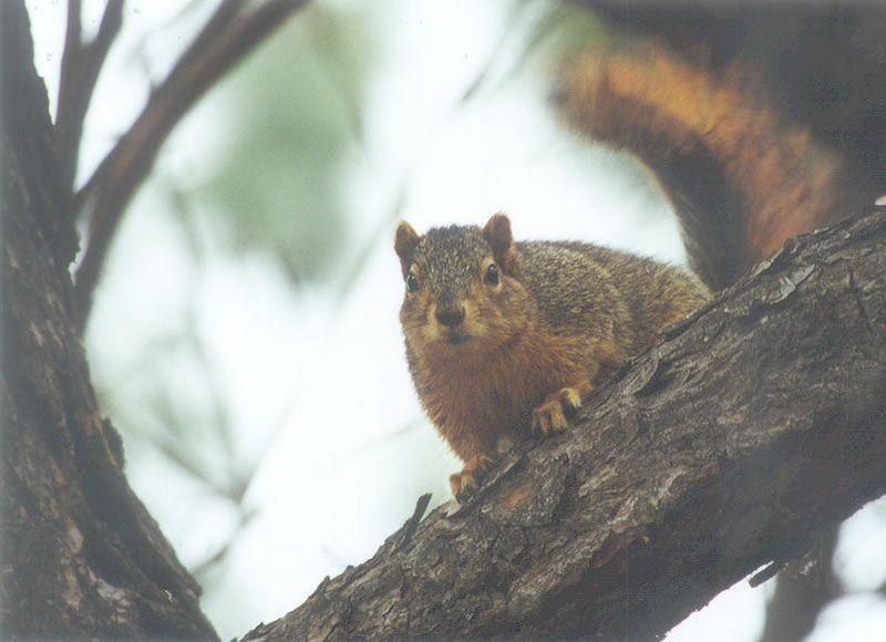 Skwerl14 2001-Fox Squirrel-by Gregg Elovich.jpg