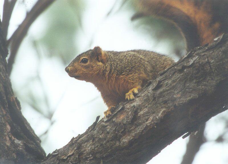 Skwerl15 2001-Fox Squirrel-by Gregg Elovich.jpg